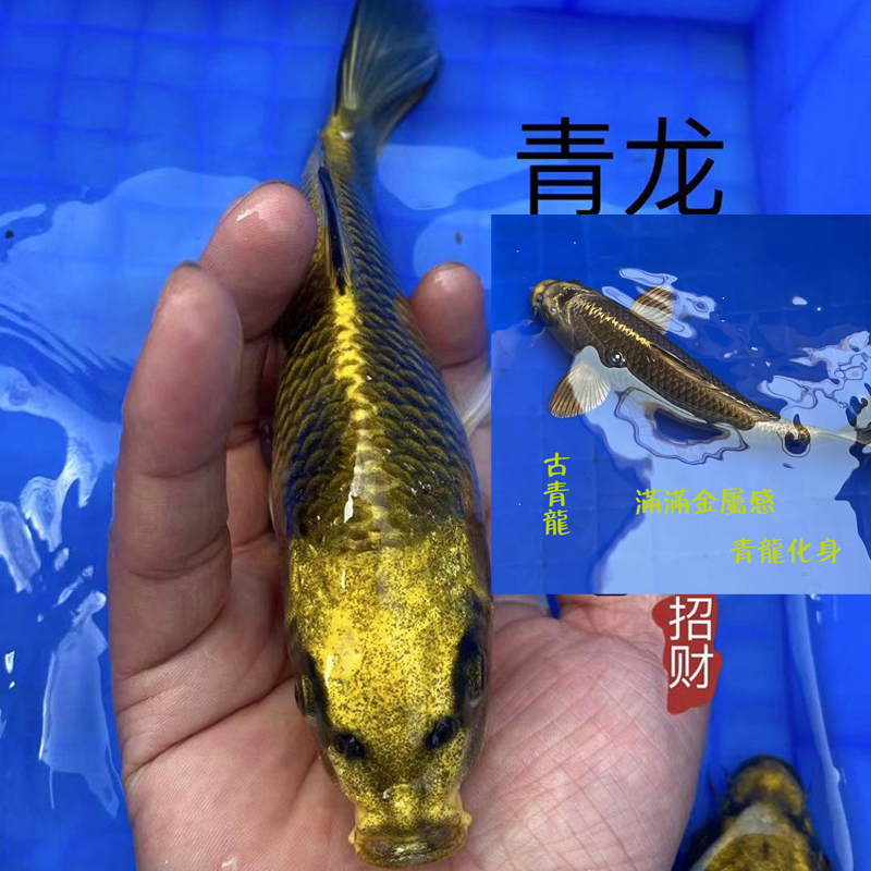 高档大型活鱼锦鲤古黄金淡水冷水鱼观赏鱼招财鱼红白三色耐养易活