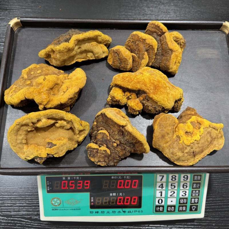 察隅爆肉桑树桑黄