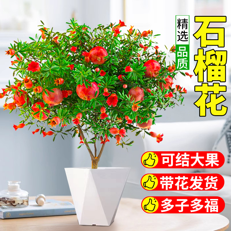带花苞石榴花绿植花卉盆栽观赏室内盆景四季开花植物室外庭院阳台