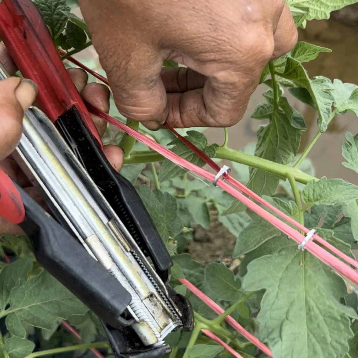 农用种植西红柿固定器绑笼钳手动钳辣椒种植绿植固定钳农作物固定