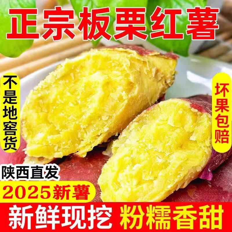 正宗沙地板栗红薯新鲜现挖粉糯香甜饱满皮薄