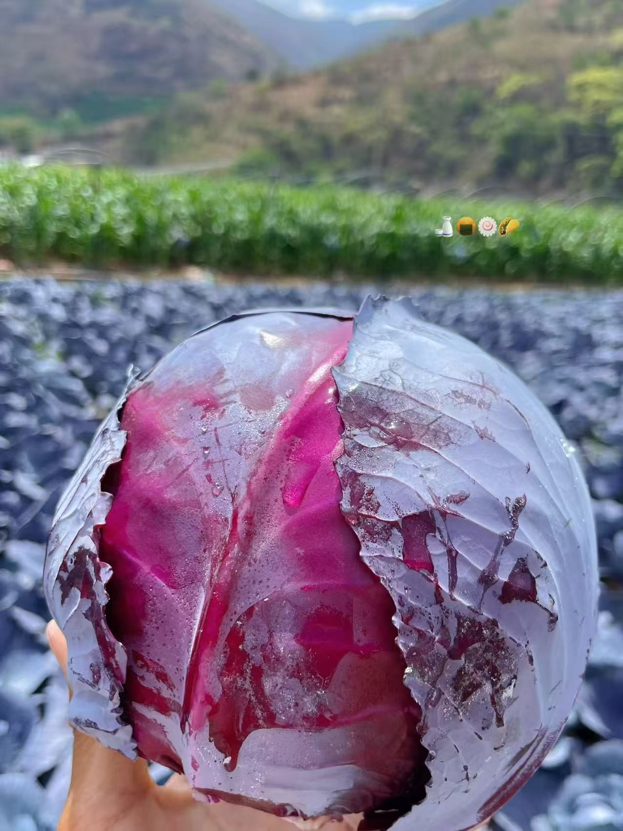 云南助农紫甘蓝新鲜时令蔬菜农家种植清脆爽口