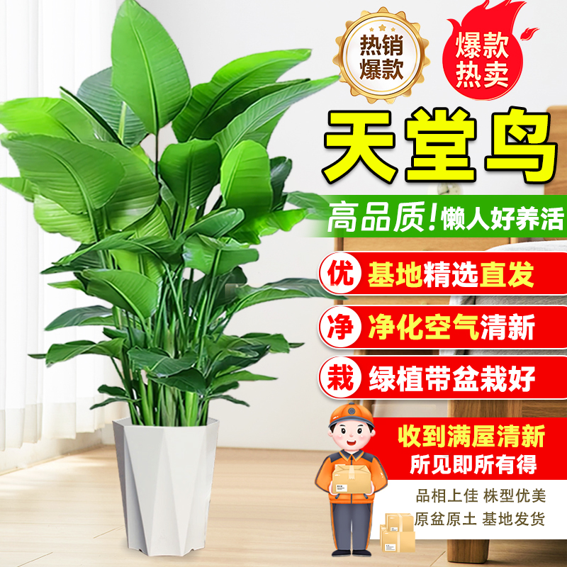【送货上门】1.2-1.4米天堂鸟盆栽室内绿植物花卉美观净化空气新手