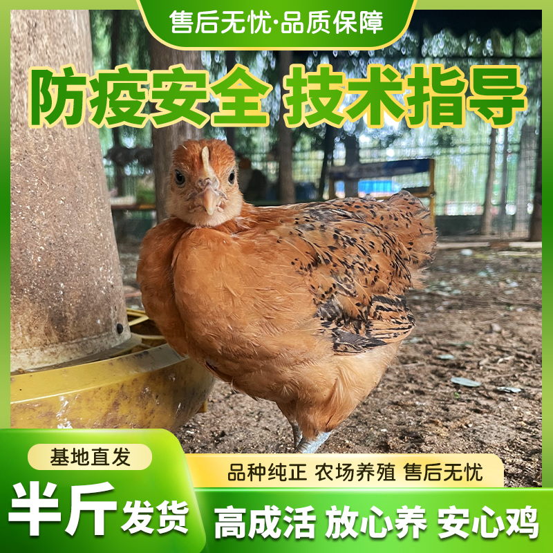 【买10送3】纯种活体长尾鸡5-6两半斤左右宠物鸡基地直发L