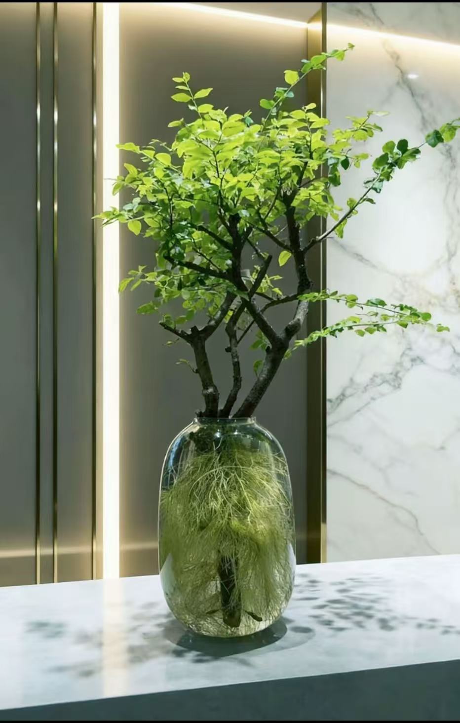 女贞水培发根植物自然发根室内绿植好养易活茶室客厅