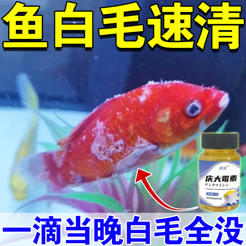 鱼身上长白霉了怎么办庆大霉素鱼蒙眼水霉白点烂尾黑斑用鱼缸专用