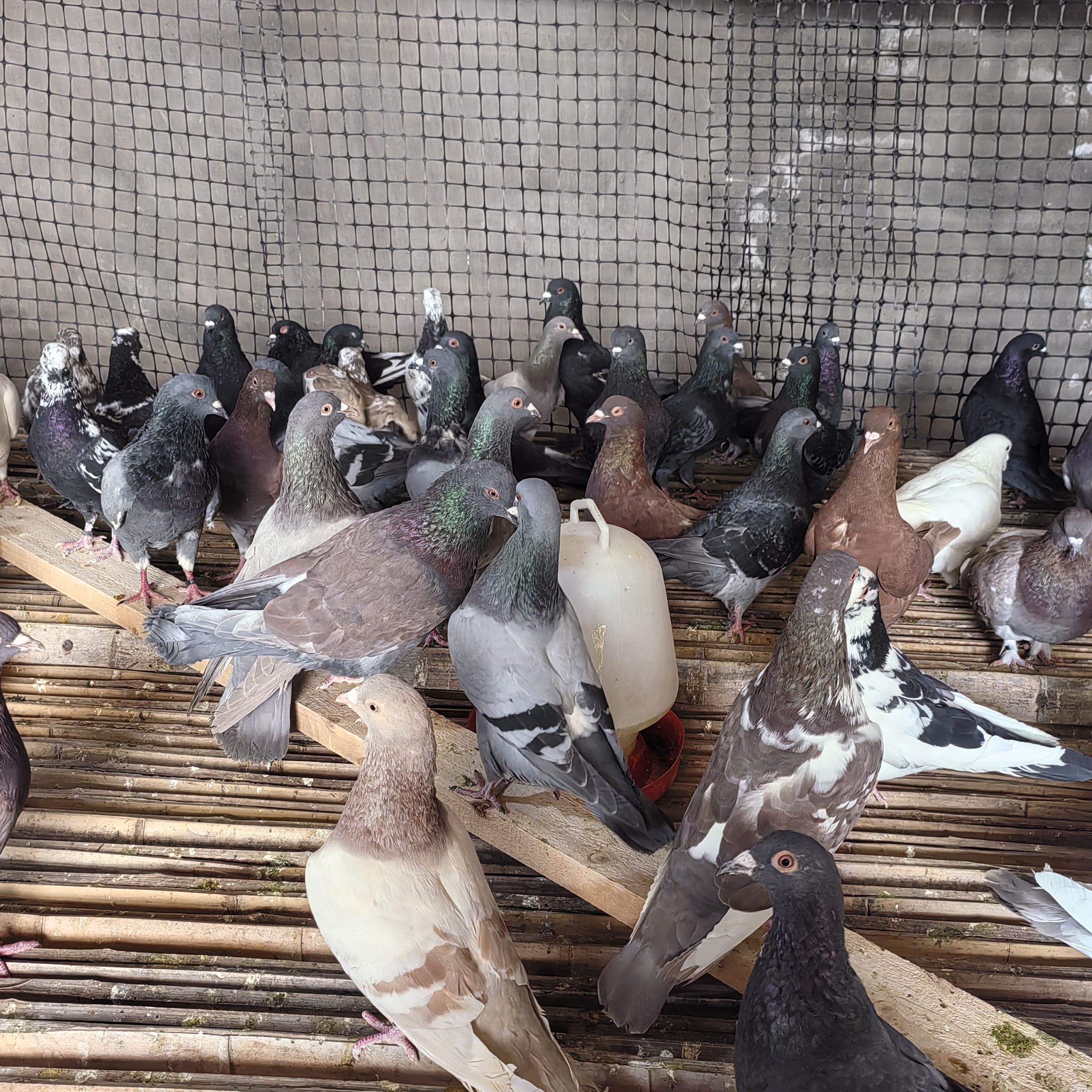 落地王米玛斯种鸽肉鸽颜色齐全现挑现选包活包邮包健康包售后三天