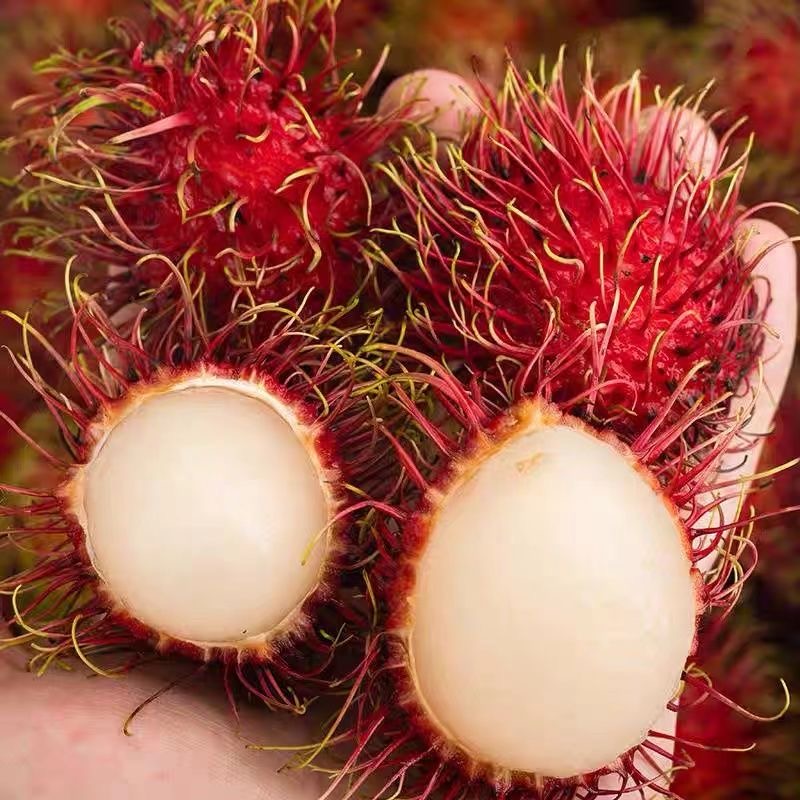 新鲜红毛丹水果热带精选批发毛荔枝红丹现摘现海南当季包邮