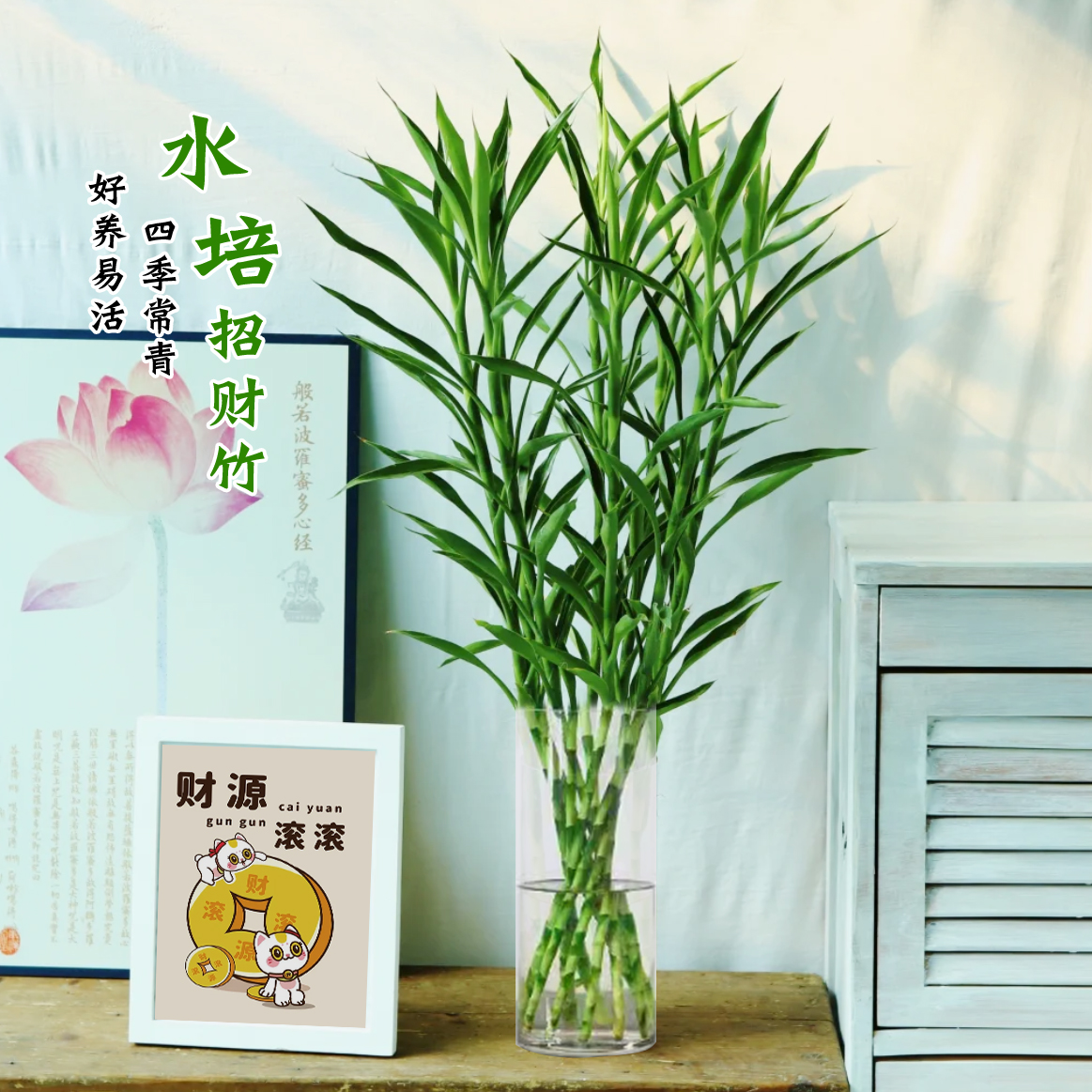 招财竹水培富贵竹植物盆栽植物室内办公室净化空气绿植花卉jty