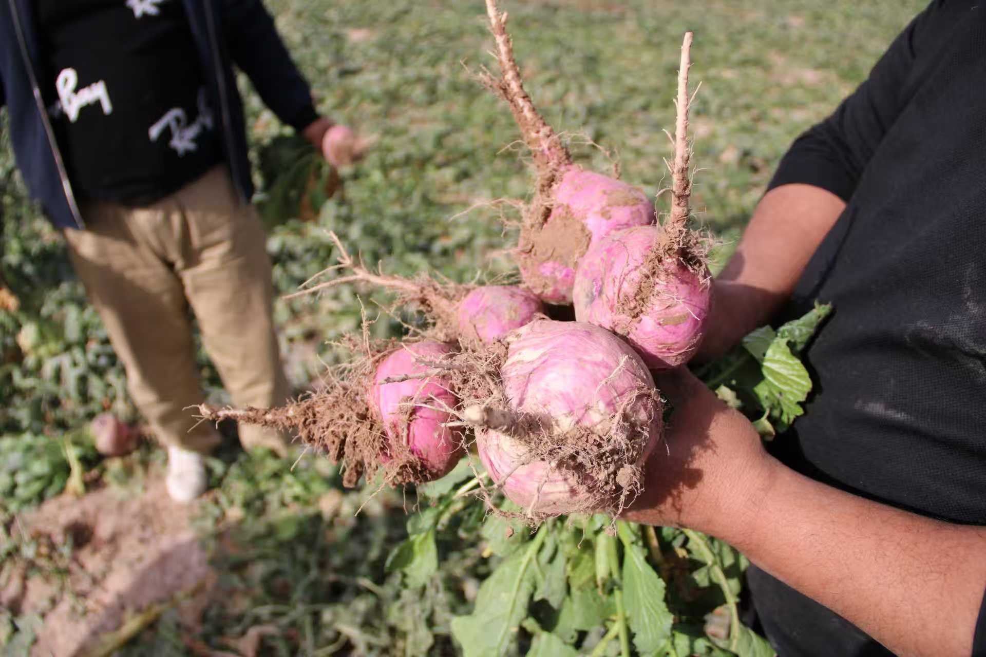 柯坪阿洽恰玛古芜菁