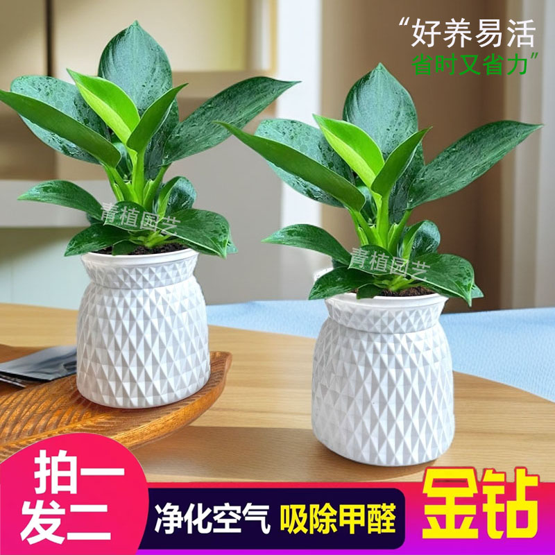 【 买一送一】绿公主金钻书桌美观室内绿植盆栽四季常青净化空气