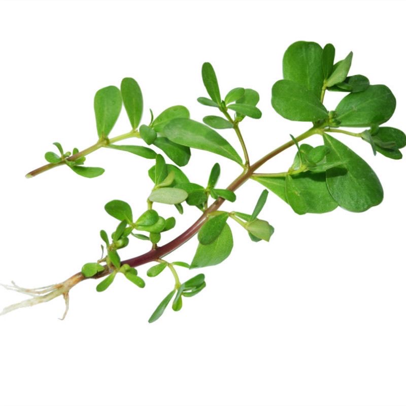 新鲜现挖治耳鸣野生配料马齿苋菜长寿菜五行草加冰发货野菜柠檬叶