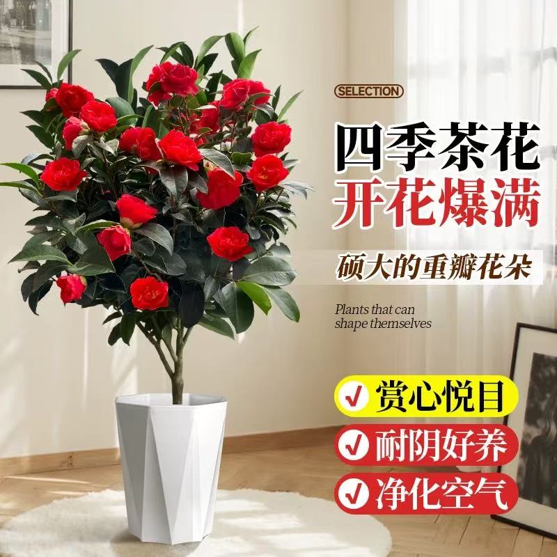 四季开花原土原盆发货的40-50高度红山茶花盆栽