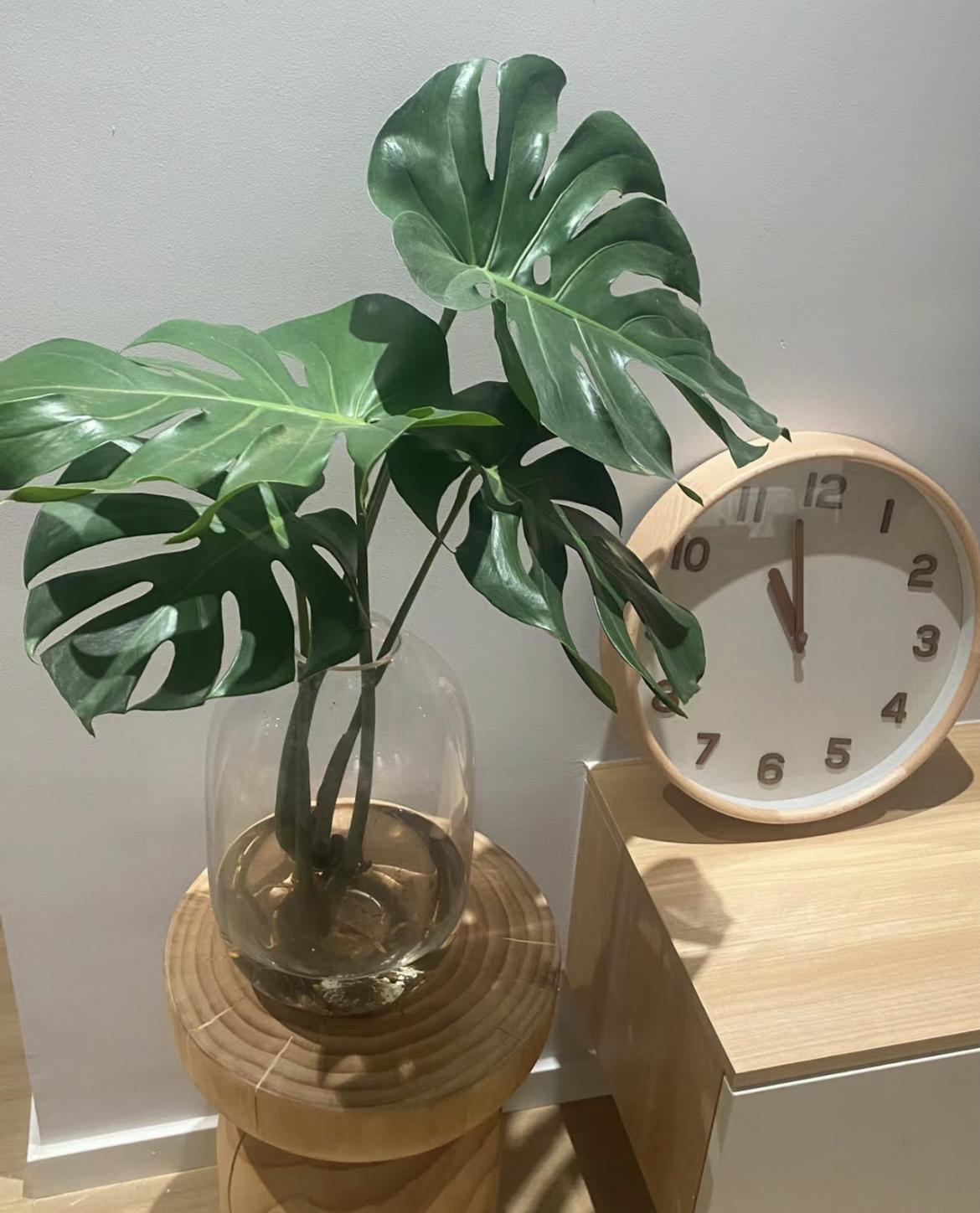 老桩龟背竹摆件北欧风大叶客厅鲜切水培室内水培摆件