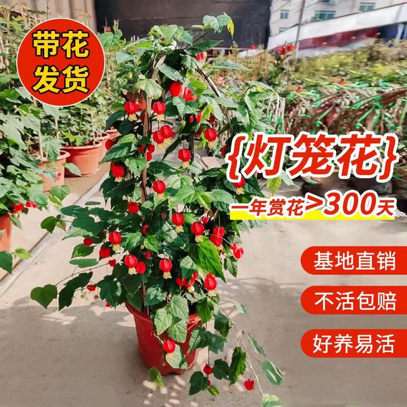 藤本爬藤植物盆栽垂丝风铃花灯笼花苗室外花卉绿植四季开花带花苞