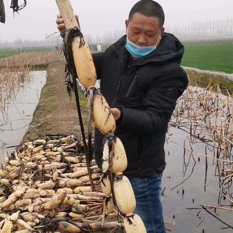 现挖现发新鲜莲藕可生吃煲汤凉拌