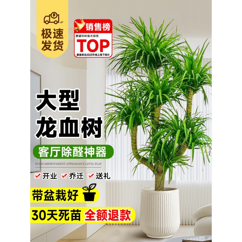 龙血树客厅盆栽多头龙须树绿植龙铁树客厅旺宅大型落地植物千年木