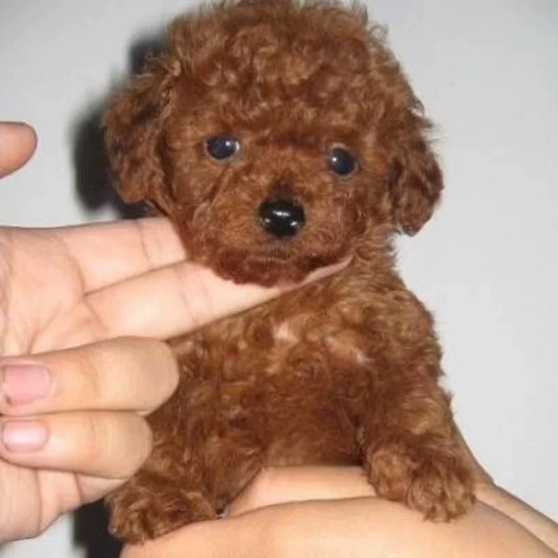 纯种泰迪犬幼犬活体小泰迪狗长不大一物一拍