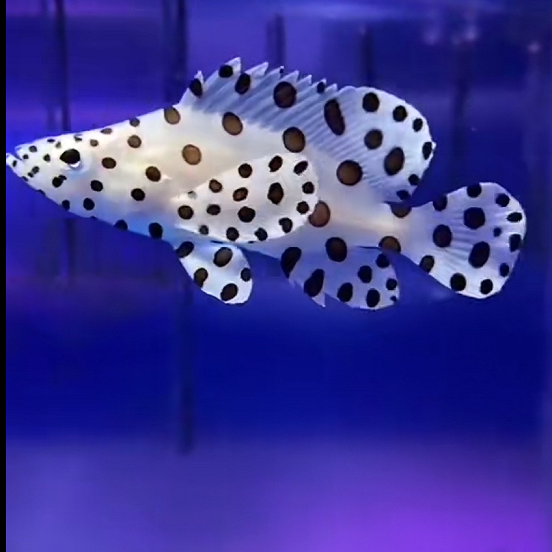 老鼠斑 川纹 海水观赏鱼活体