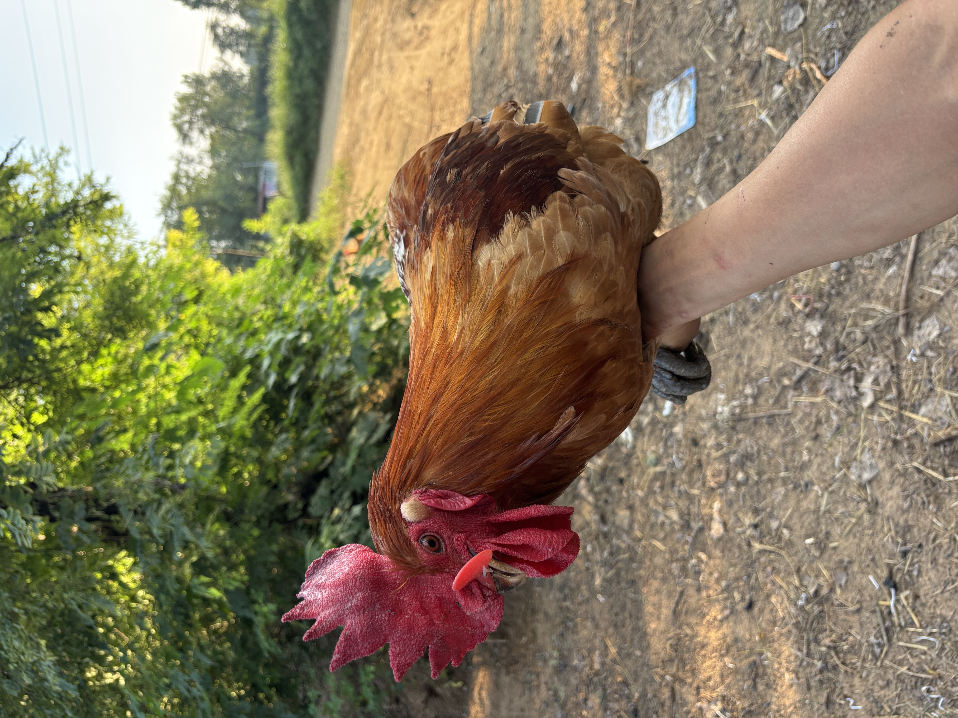 正宗散养土鸡 ~槐树岗土鸡(固始大公鸡)
