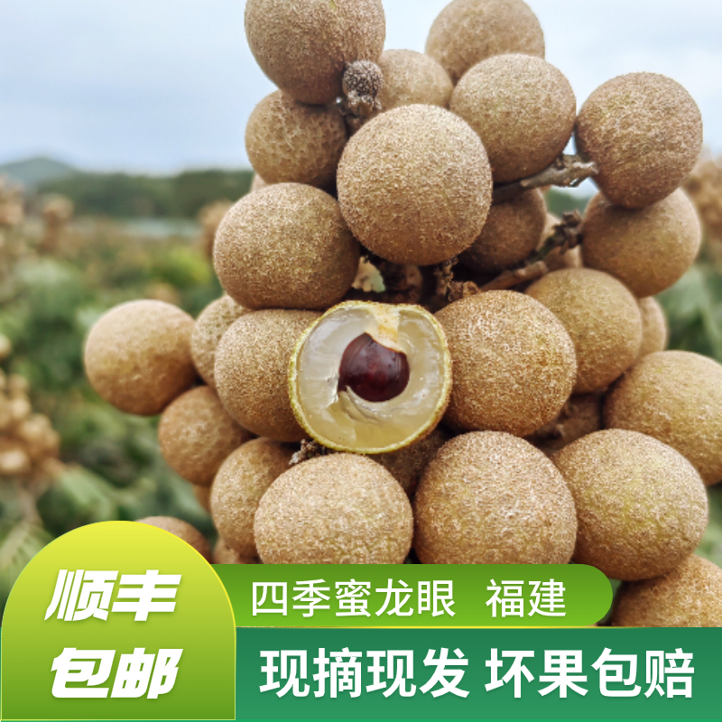 【顺丰包邮】福建新鲜四季龙眼现摘现发龙眼脆甜口感本地反季桂圆