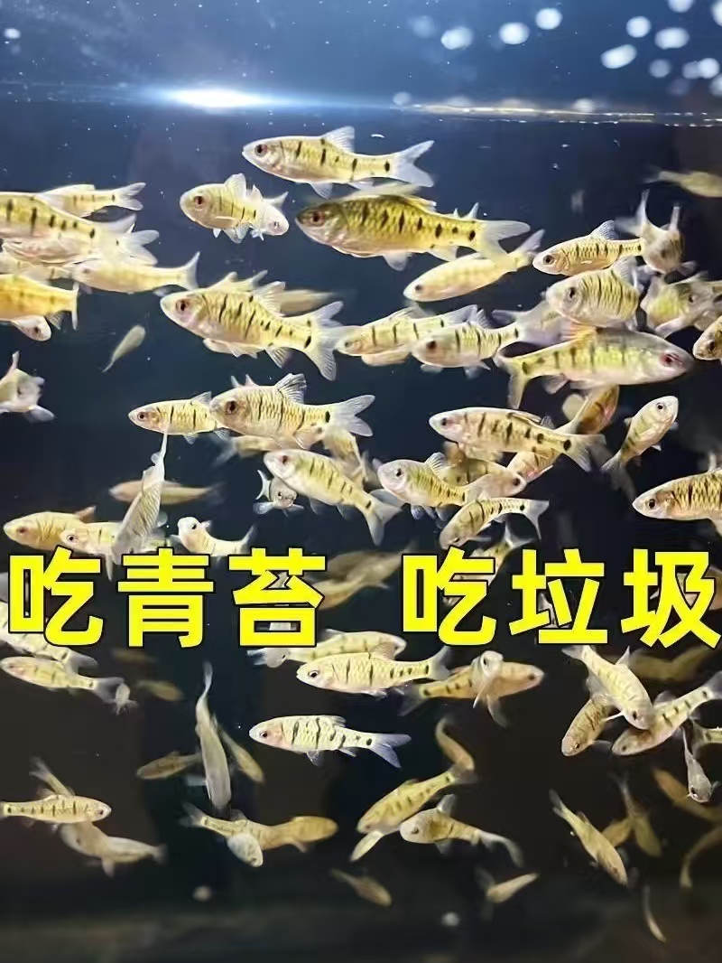 条纹小鲃冷水观赏鱼清洁除藻不用加温野外溪流原生淡水鱼冷水鱼