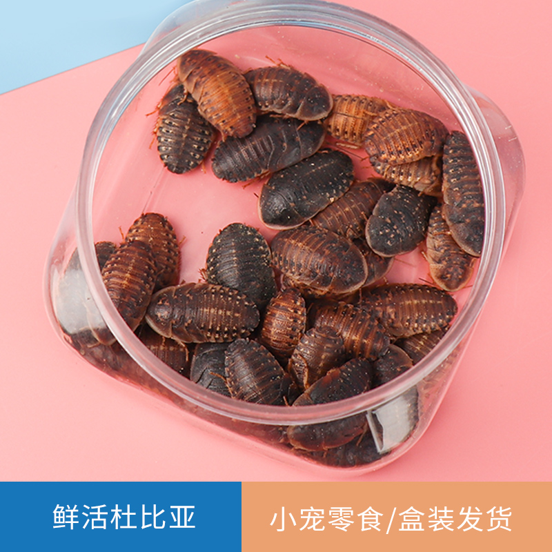 杜比亚蟑螂活虫蜜袋鼯的零食仓鼠花枝鼠刺猬食物飞鼠饲料保鲜虫子