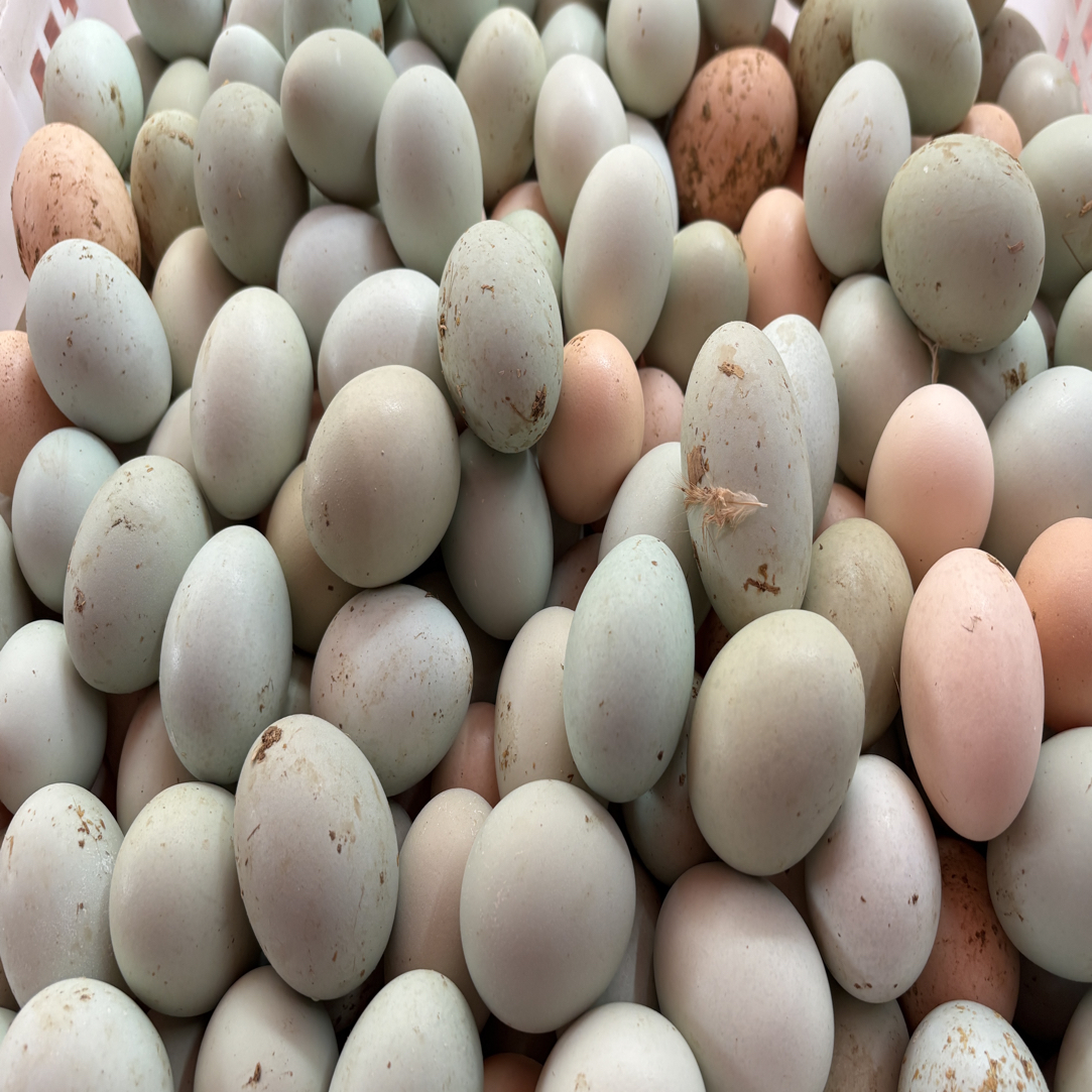 【初生蛋】农家山态散养初生蛋土鸡蛋农家散养柴鸡蛋正宗新鲜