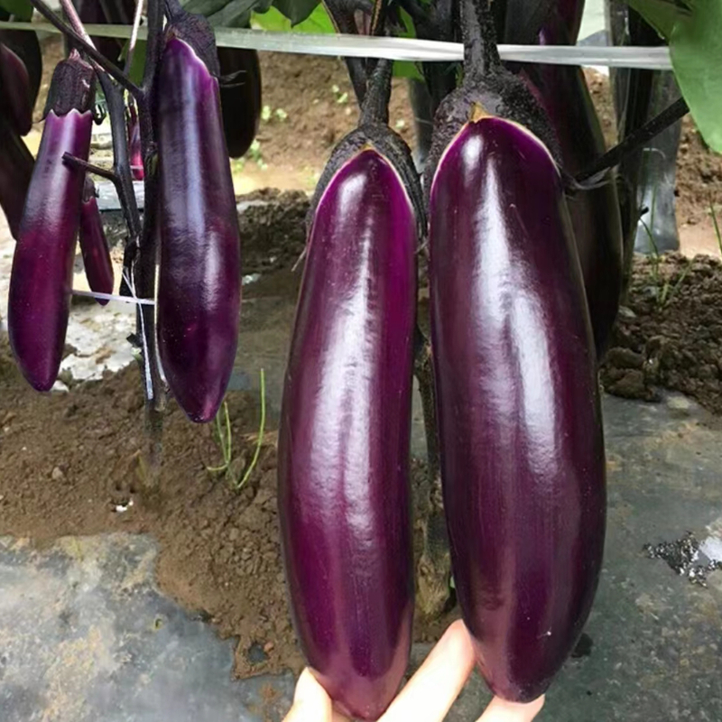 紫红长茄种子适应性强茄子播种四季阳台小院家庭种植农家蔬菜种子