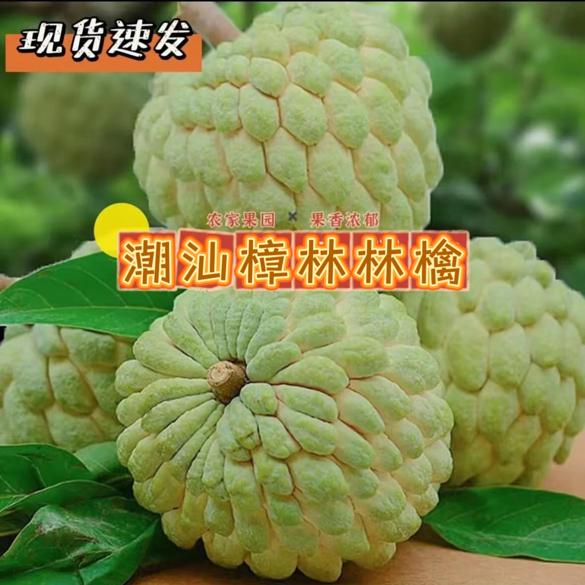 潮汕林檎大果番果荔枝 正宗樟林林檎牛奶释迦果 佛头现摘水果包邮