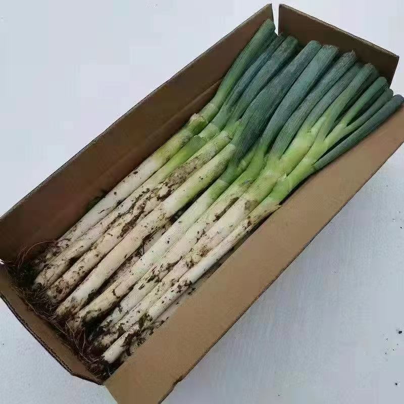 山东现挖铁杆大葱新鲜毛葱大白精品带皮去皮新鲜发货