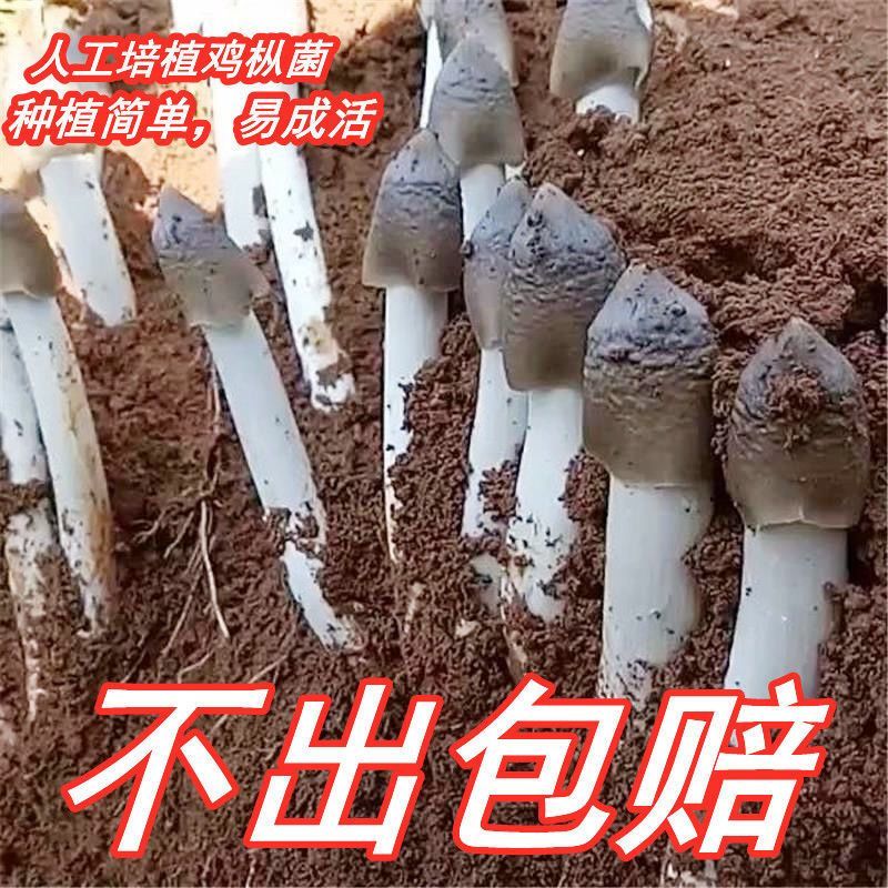 【30天热销1073件】鸡枞菌优质蘑菇菌包不出包赔三塔菇伞把菇鸡肉菌