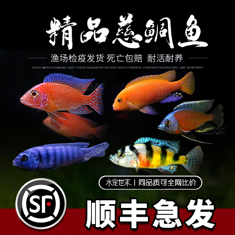三湖慈鲷非洲王子维纳斯阿里紫红六间血艳红马鲷科坦鲷观赏鱼