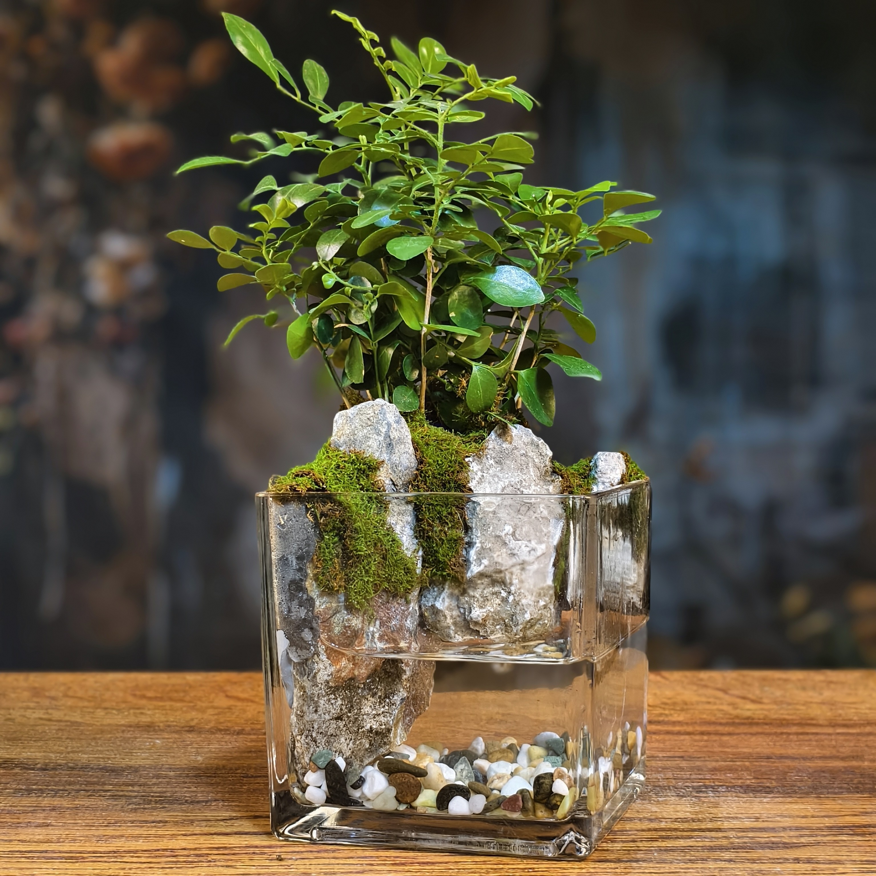 小洞天(12×12方)mini九里香桌面微景观摆件书桌茶桌办公室鱼缸