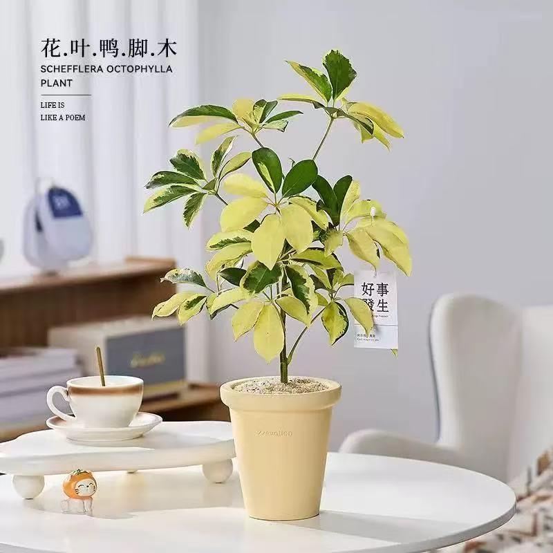 花叶鸭脚木盆栽室内客厅办公室工位绿植高级感好养活四季懒人植物