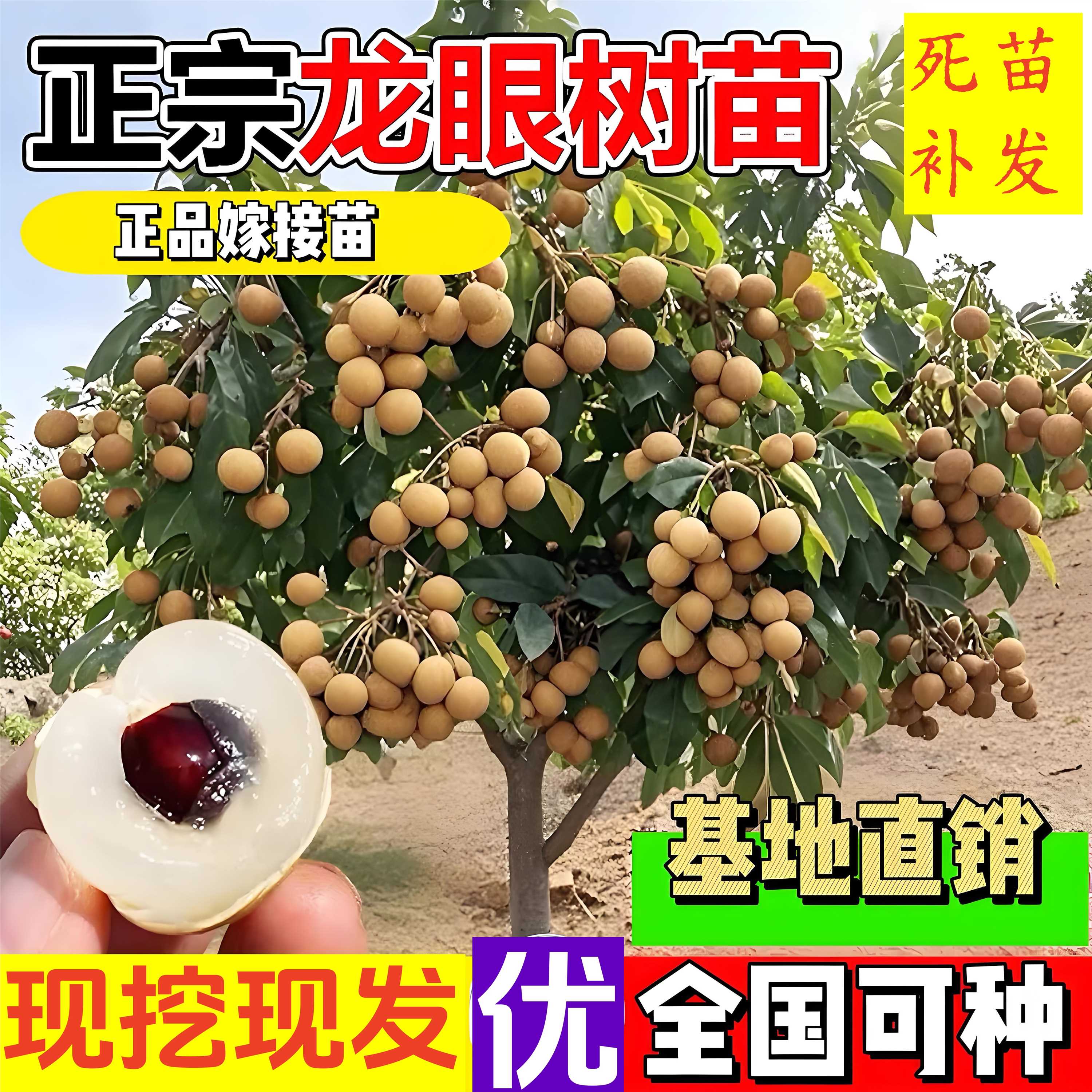 广西正宗龙眼树苗嫁接四季储良石硖龙眼树苗南方种植盆栽当年结果