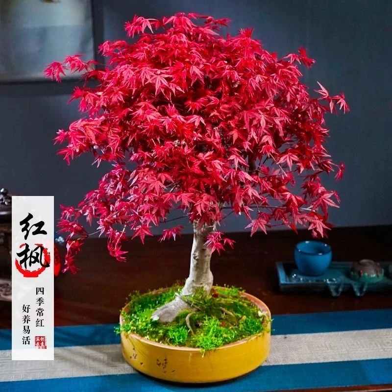 日本红枫红舞姬老桩盆景四季红枫盆景矮化黄金枫客厅室内盆栽植物
