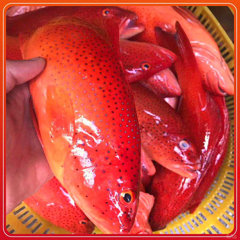 顺丰冷链新鲜年货送礼大红东星斑新速成都东星斑