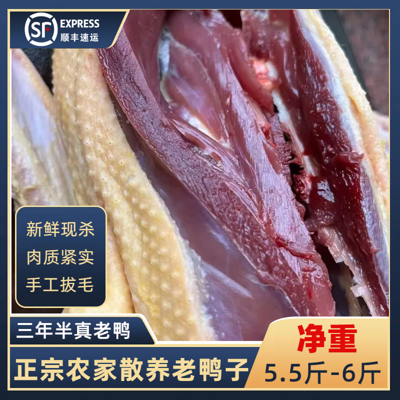 【品质老鸭】3年老鸭湖边散养生态土鸭子农家新鲜现宰带心胗肝顺丰