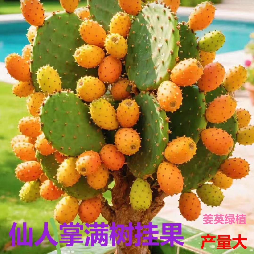 米邦塔仙人掌可食用盆栽易养会开花结果大苗室内外种植绿植客厅