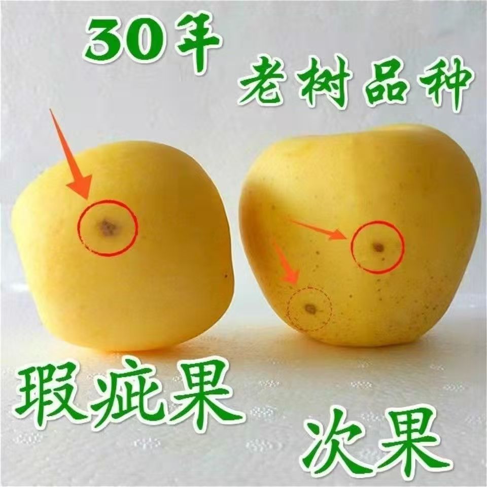 新鲜采摘瑕疵果奶油富士脆甜多汁金帅黄元帅粉面