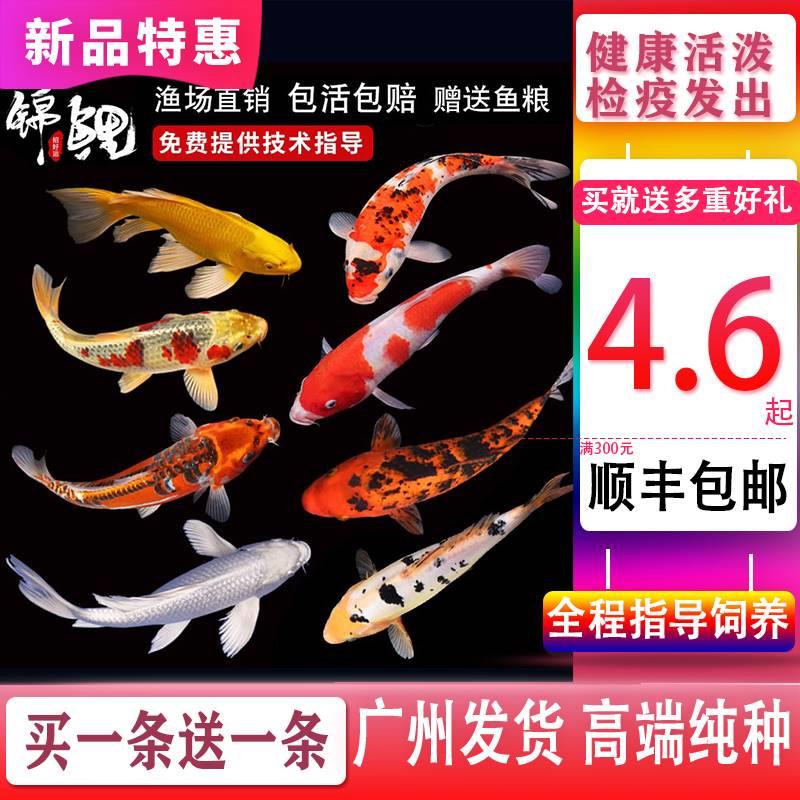 锦鲤活体纯种金鱼锦鲤鱼苗黄金丹顶锦鲤观赏鱼冷水鱼三色锦鲤