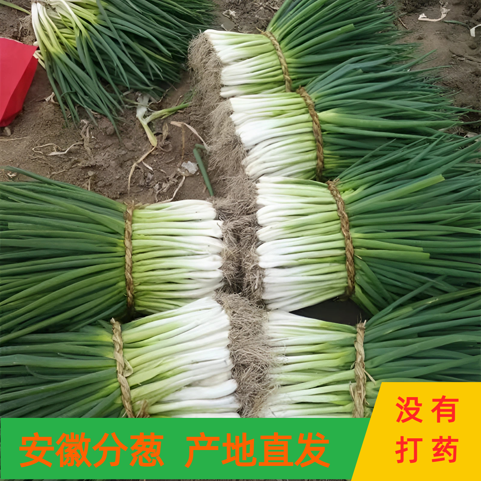 【中通包邮】安徽农家自种新鲜分葱炒菜必备现挖现发可生吃蘸酱