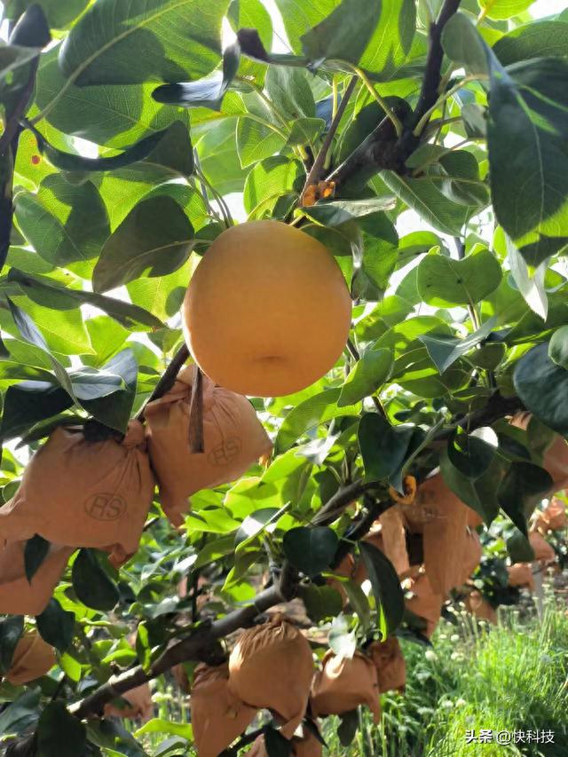 正宗山东秋月梨新鲜现摘现发脆甜多汁当季水果