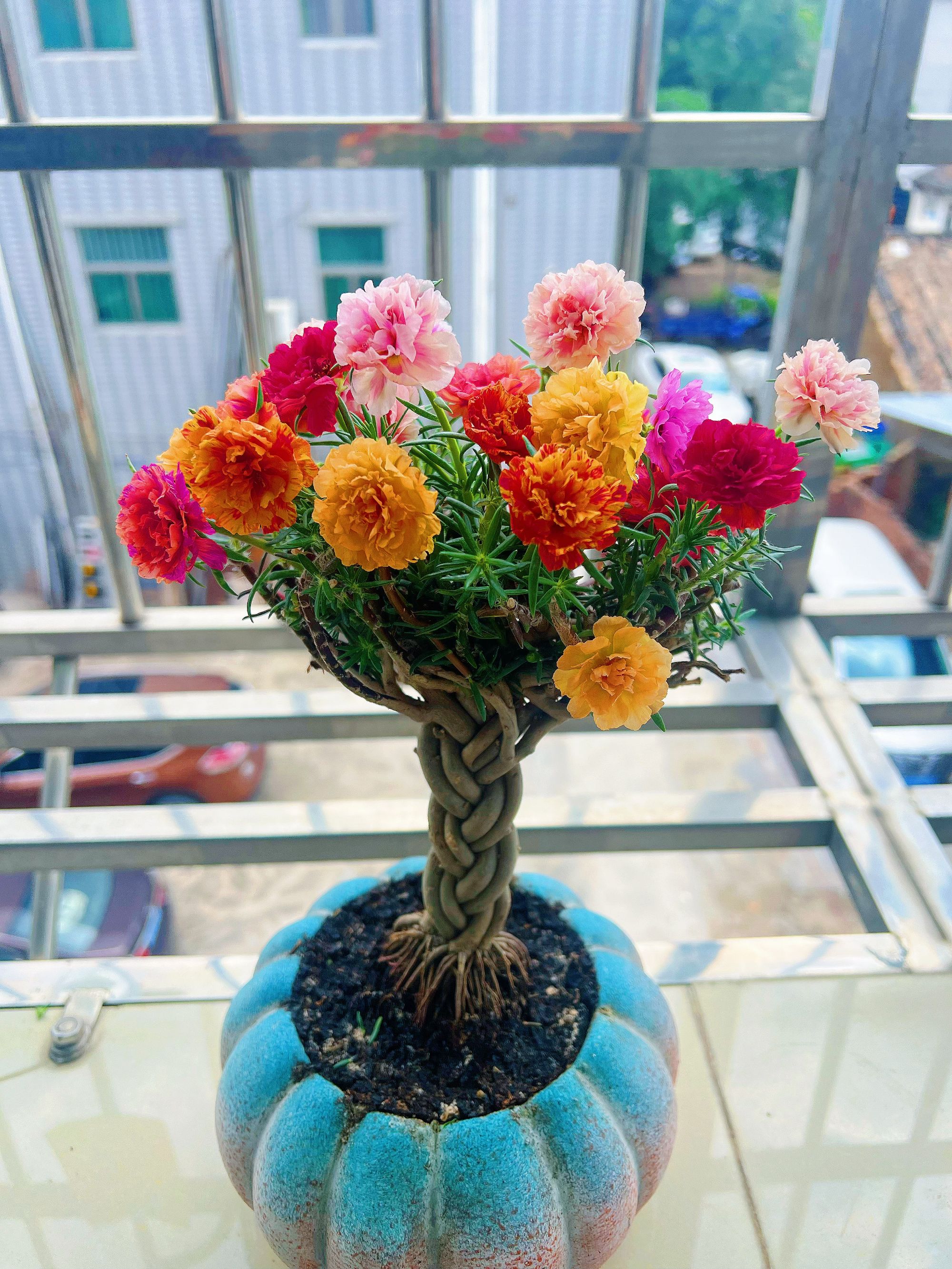 【新品太阳花辫子桩】宿根品种多年生单色混色混合辫子桩