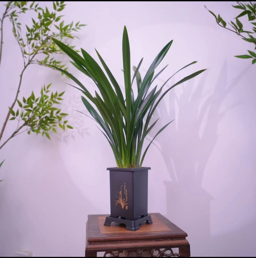 墨兰企黑4-6苗盆栽室内花卉四季常青适合客厅办公室摆放