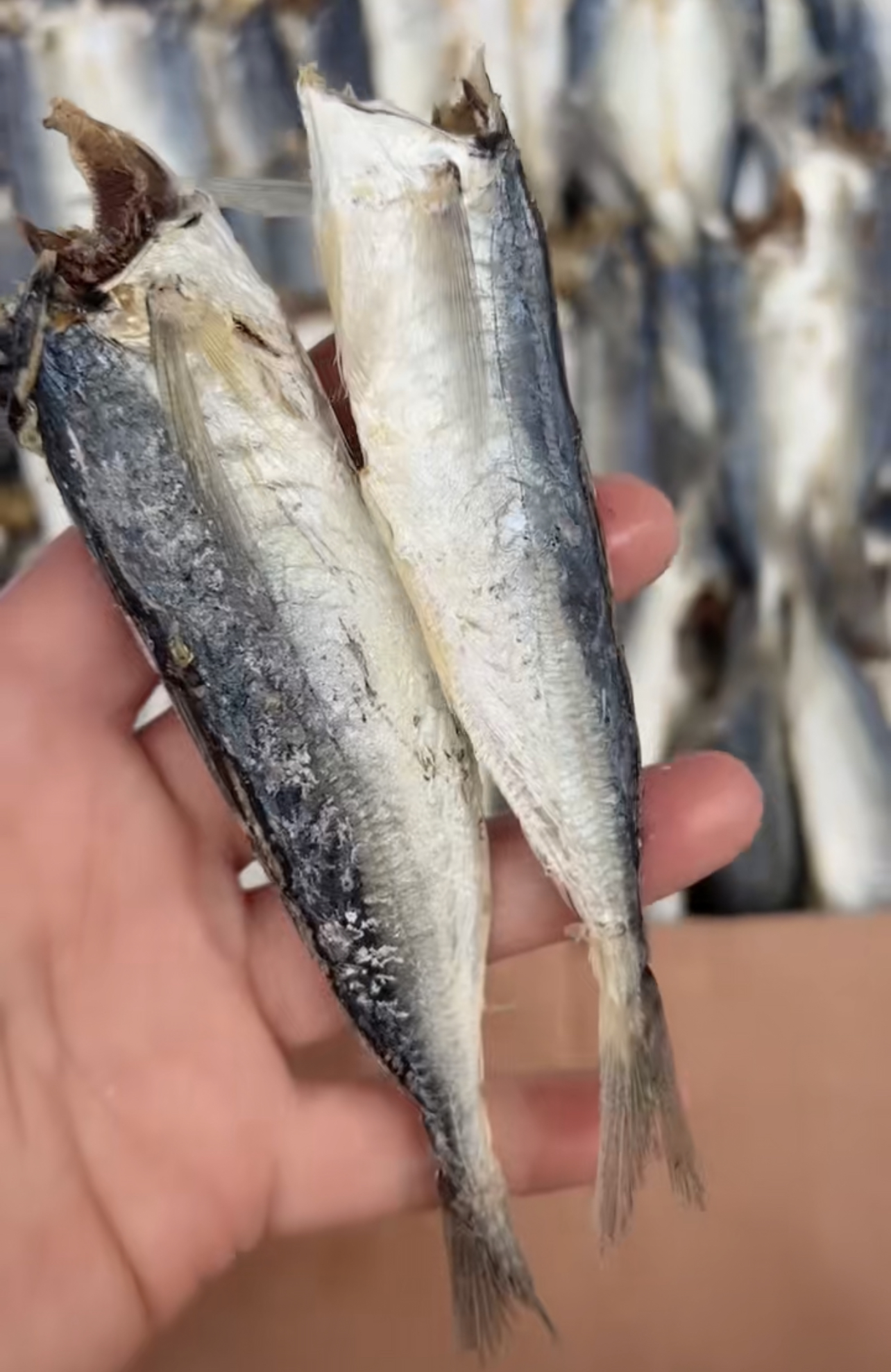 福建巴浪鱼去头云吹，配饭鱼！