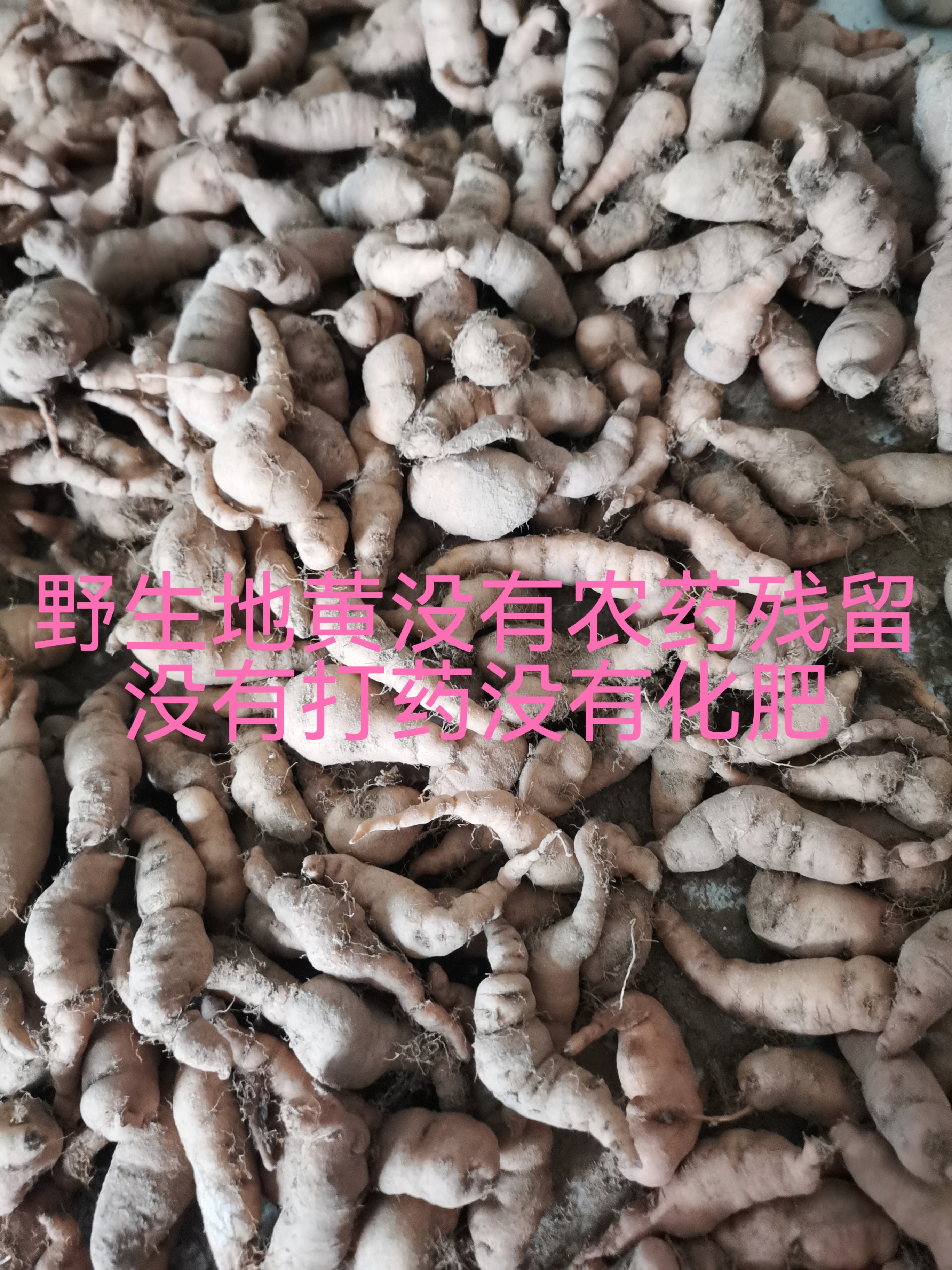 鲜地黄新鲜没有农药残留野生种植没有打药没有化肥没有农药残留