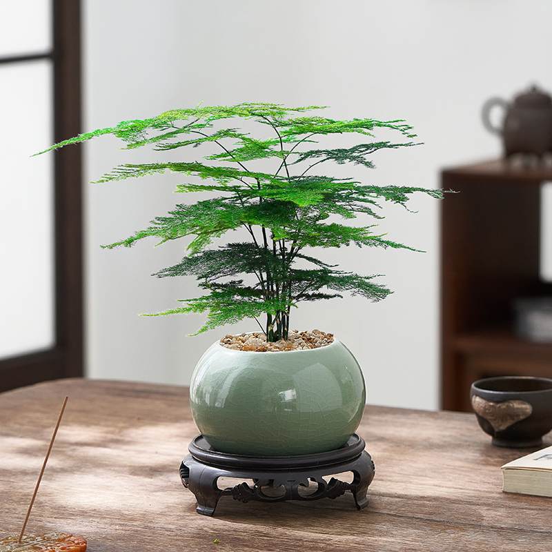 文竹盆栽植物办公室内桌面客厅中式禅意微盆景创意迷你小绿植花卉
