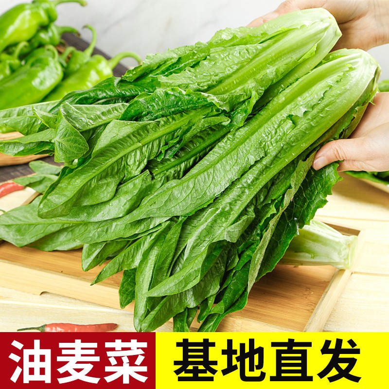 【清新甜香】新鲜油麦菜香麦菜凤尾菜火锅时令蔬菜农家自种青菜蔬菜